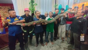 Damkar tangkap ular piton di tempat helatan pernikahan di Padang. (Dok. Damkar Padang)
