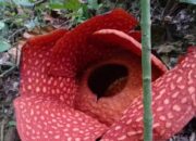 Bunga Rafflesia Mekar Sempurna di Saniangbaka Solok