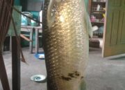 Populasi Ikan Mingkih di Pessel Terancam Punah, Diduga Ini Penyebabnya