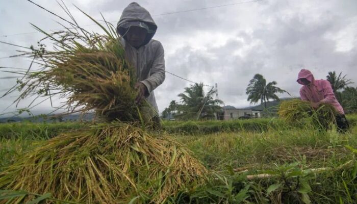 Produksi Padi Terus Meningkat, Diprediksi Tembus 10,16 Juta Ton di Januari-Maret 2026