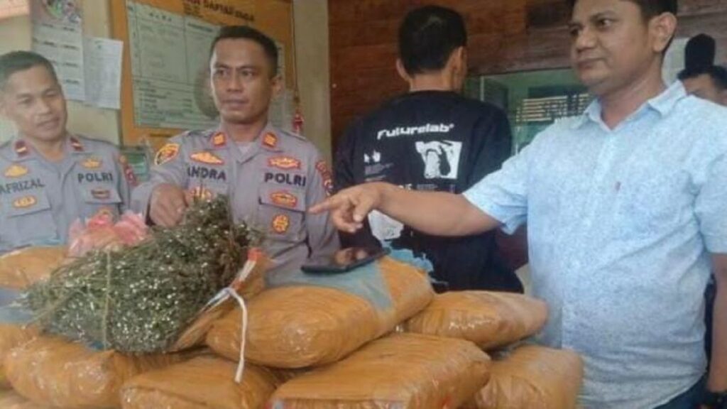 Barang bukti ganja yang ditemukan dalam gudang sebuah SD di Padang Pariaman. (istimewa)