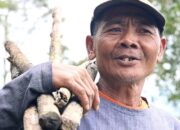 Lahan Perkebunan Warga di Tanahdatar Terdampak Abu Erupsi Gunung Marapi