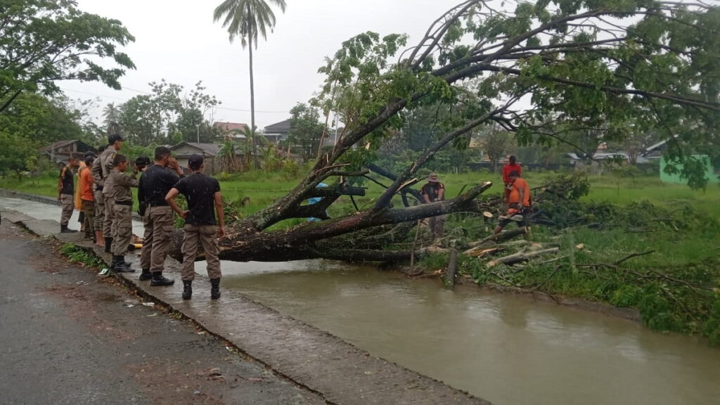 Pohon tumbang di kawasan Pasar Baru Padang pada Sabtu (28/1/2023) siang. (Foto: Radarsumbar.com / Dok. Pusdalops PB)