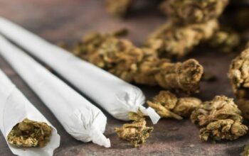 Ilustrasi ganja kering. (Foto: Istimewa)
