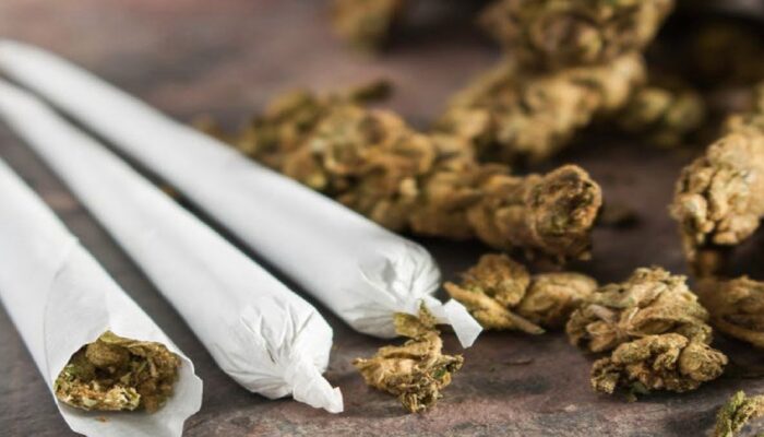 Polda Sumbar Musnahkan 40 Kg Ganja Hasil Pengungkapan Jaringan Narkoba Antarprovinsi