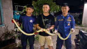 Petugas mengevakuasi ular piton di rumah milik seorang warga di kawasan Pasar Ambacang, Kecamatan Kuranji pada Kamis (16/2/2023) malam. (Foto: Dok. Dinas Damkar Padang)