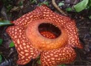 Bunga Rafflesia Ditemukan Mekar Kedua Kalinya di Hutan Saniangbaka Solok