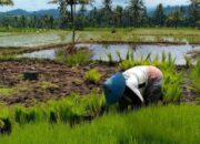 Guna Tingkatkan Produksi, Petani Solok Selatan Dapat Bantuan Benih Padi untuk 1.300 Ha