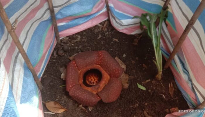 Bonggol Rafflesia Ditemukan di Solok, Diprediksi Mekar dalam Beberapa Hari