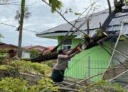 Pohon Tumbang akibat Angin Kencang, Timpa Kabel Listrik dan Pustu di Padang
