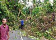 Pohon Tumbang Tutup Akses Jalan Warga di Mata Air Padang