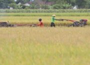 Pemkab Pasaman Sebut Kekurangan Tenaga Penyuluh Pertanian