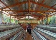 Pemkab Pasbar Minta Nagari Alokasikan 20 Persen Anggaran untuk Ketahanan Pangan