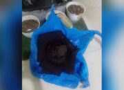 Warga Padang Diprank oleh Temuan Bunga Rafflesia Arnoldi, Ini Faktanya!