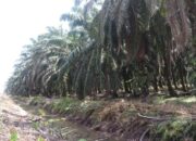 Pemkab Pasaman Barat Targetkan Peremajaan 1.000 Hektare Sawit Rakyat di 2025