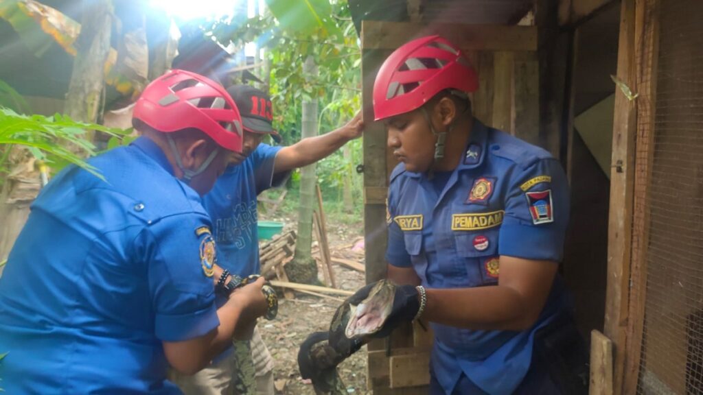 Ular piton telan dua ekor ayam milik seorang ASN. (Foto: Dok. Dinas Damkar Padang)