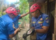 Ular Piton Panjang 3,5 Meter Telan Dua Ayam Milik ASN di Padang