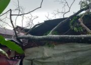 Pohon Jengkol Tumbang dan Hantam Rumah Perempuan Paruh Baya di Padang
