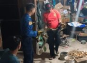 Bikin Geger, Warga Tanjung Aur Padang Temukan Ular Piton Mengendap-endap di Plafon Rumah