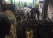 Cerita Petani di Agam Produksi Gula Tebu dari Tenaga Hewan ke Listrik