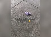Warganet Heboh, Bra Ditemukan Tercecer di Jalan Kampus Unand