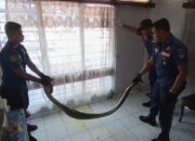 Seekor Ular Piton 2,5 Meter Dievakuasi dari Rumah Warga di Padang