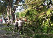 Rawan, Ini Daftar Lokasi Rentan Pohon Tumbang di Padang Versi DLH
