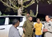 BKSDA Sebut Harimau yang Terkam Ternak Warga di Solsel hanya Muncul Sementara