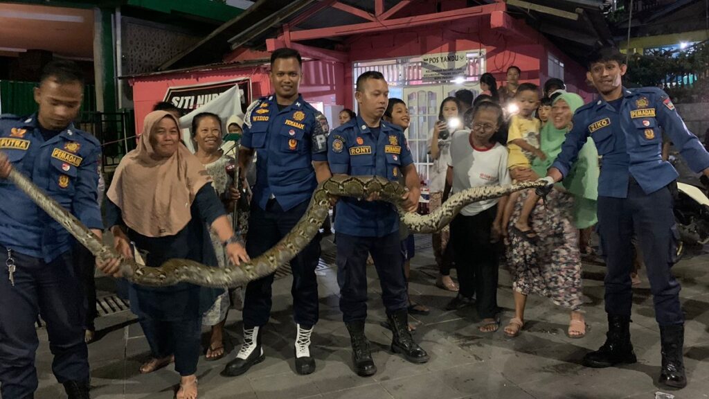 Ular piton sepanjang empat meter dievakuasi petugas di kawasan Batang Arau pada Jumat (3/3/2023) malam. (Foto: Dok. Dinas Damkar Padang)