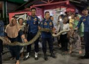 Ular Piton 4 Meter jadi Tontonan Emak-emak di Padang