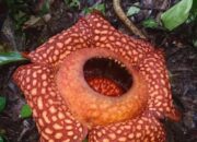 Bunga Rafflesia Ditemukan Mekar di Hutan Gaduangbeo Kabupaten Solok
