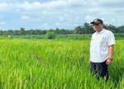 Pemkab Pasaman Barat Targetkan Produksi Padi 95.823 Ton pada 2025