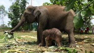 Bayi gajah sumatera yang baru lahir di Unit Konservasi Gajah Estate Ukui PT RAPP dan sang induk, Carmen (ANTARA/Ho-BBKSDA Riau)