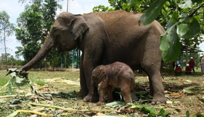Gajah Sumatera Tewas di Riau, Gakkum Kemenhut Telusuri Jaringan Pemburu