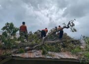 Bangunan SLB Batu Kambing Agam Rusak Berat Tertimpa Pohon