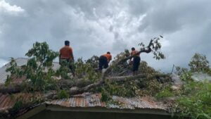 Satgas BPBD Agam sedang membersihkan material pohon tumbang menimpa bangunan SLB Batu Kambing, Rabu (19/4/2023). (Dok. ANTARA)
