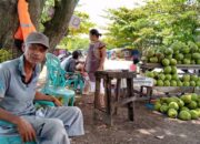 Jelang Lebaran, Jual Beli Kelapa Muda di Pantai Padang masih Sepi