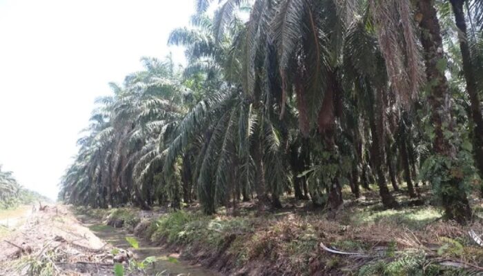 Pemkab Pasaman Barat Usulkan Peremajaan Sawit Rakyat 302 Hektare ke Pusat