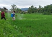 Dinas Pertanian Padang Dorong Pengendalian Hama dengan Biosaka