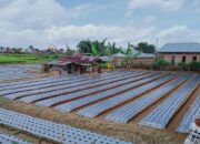 Pemko Bukittinggi Antisipasi Dampak Cuaca Ekstrem terhadap Lahan Pertanian Warga