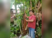 Ajaib! Warga Pariaman Temukan Pisang yang Berbuah 2 Kali