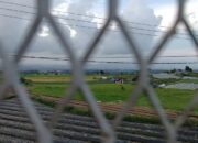 Antisipasi Gagal Panen akibat Perubahan Cuaca, BPTPH Sumbar Siapkan Langkah Ini