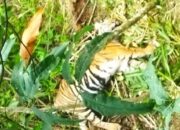 Seekor Harimau Sumatera Ditemukan Terjerat tak Jauh dari Perkebunan Warga Tikalak Pasaman