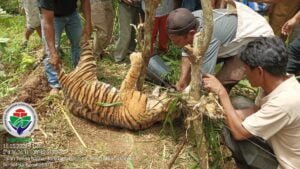 Evakuasi harimau Sumatera yang mati usai terkena jerat babi di Kabupaten Pasaman. (Foto: Dok. BKSDA Sumbar)