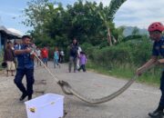 Damkar Padang Amankan Ular Piton 4 Meter di Selokan
