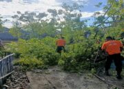 Pohon Tumbang Hambat Akses Perumahan dan Kabel Telekomunikasi di Padang