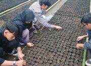 Kaliandra Merah, Harapan Energi Terbarukan Masa Depan