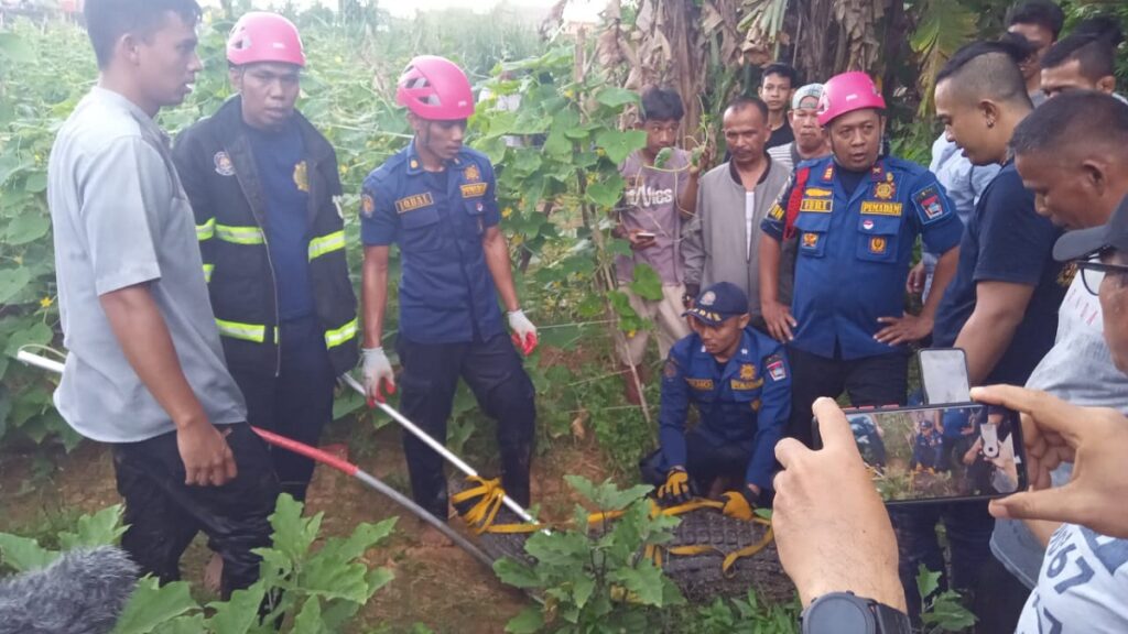 Penangkapan buaya berukuran besar di kawasan Sungai Bangek oleh Damkar Padang dan tim gabungan. (Dok. Istimewa)