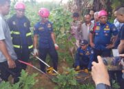 Damkar Padang Amankan Buaya Berukuran Besar, Sempat Melawan saat Ditangkap