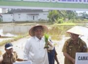 Jaga Ketahanan Pangan, Pemkab Pasbar Lakukan Penanaman Padi Serentak